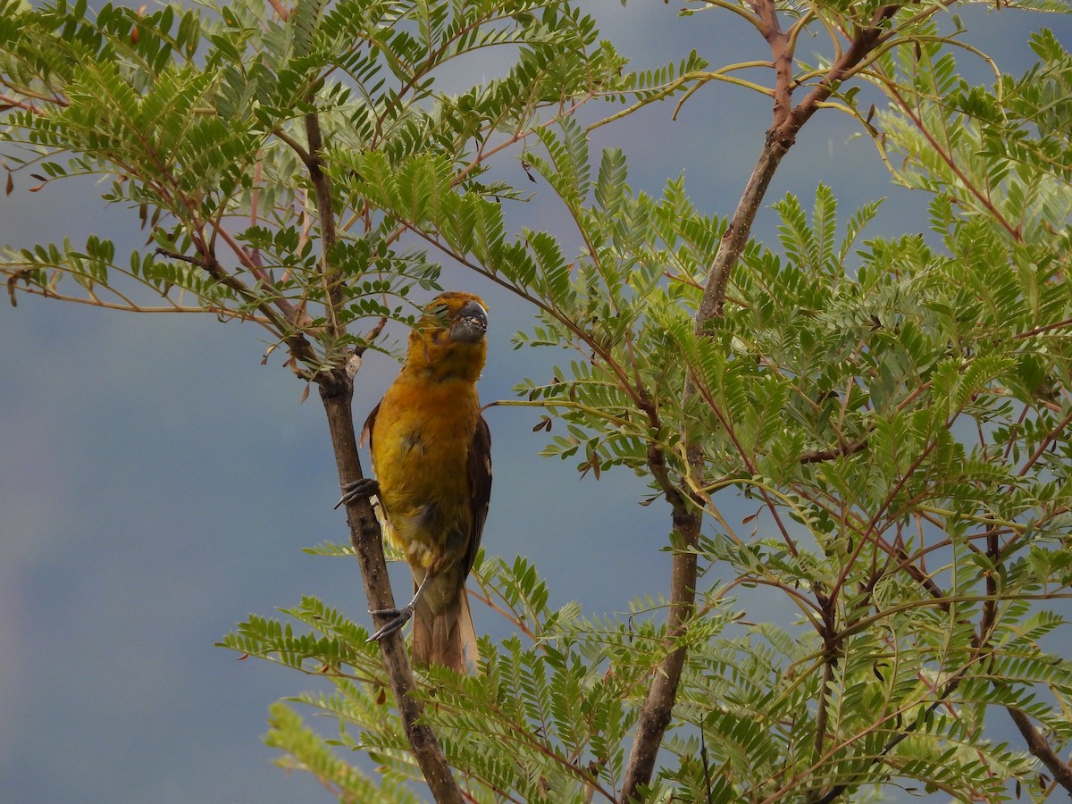 Picogrueso Ventriamarillo - ML612617240