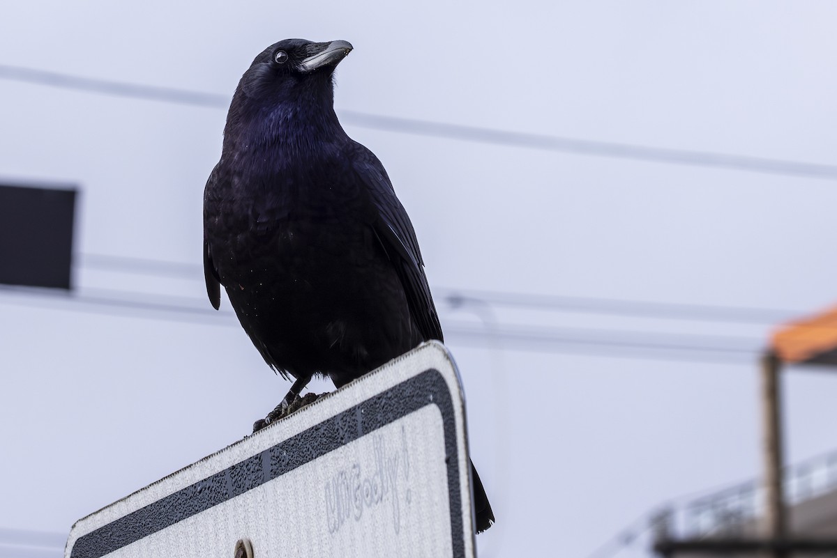 American Crow - ML612617241