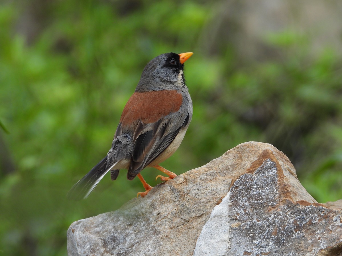 Buff-bridled Inca-Finch - ML612617246