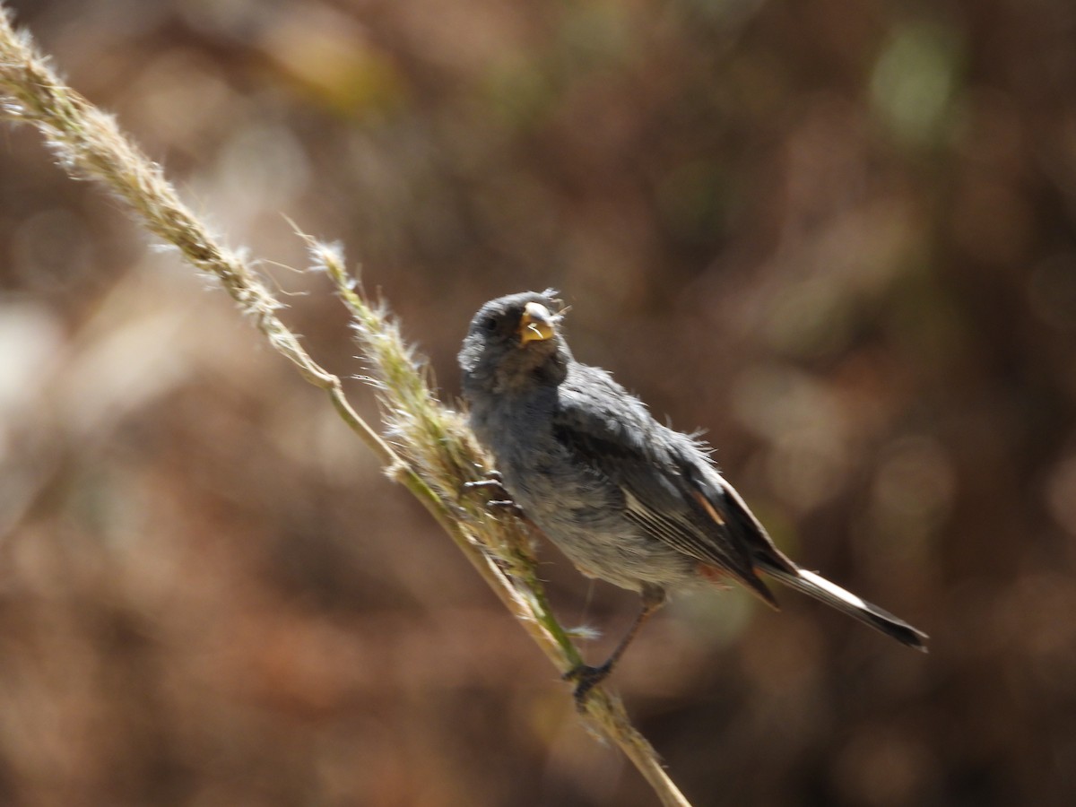 Band-tailed Seedeater - ML612617256