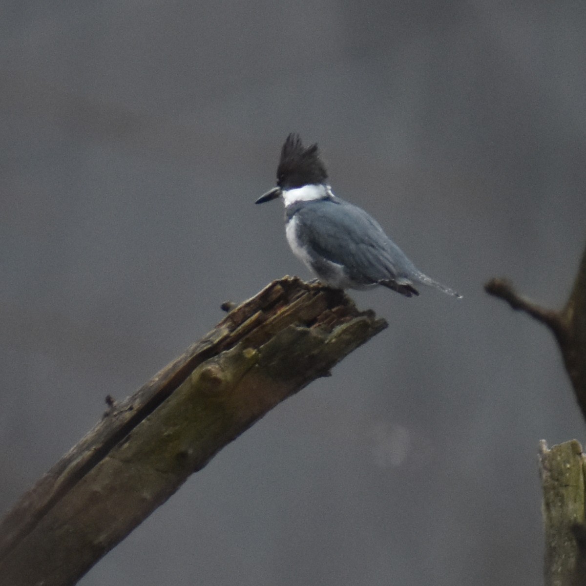 Martin-pêcheur d'Amérique - ML612617269