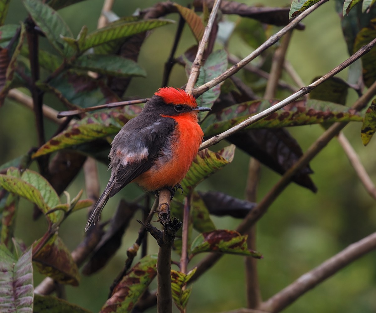 Mosquero de Galápagos - ML612617353