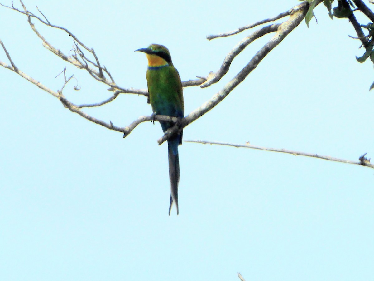 Swallow-tailed Bee-eater - ML612617400