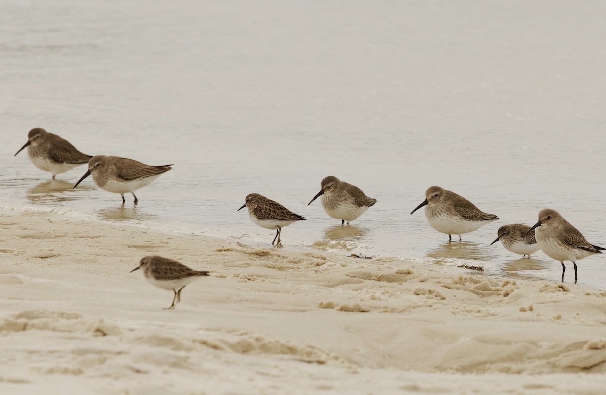 Dunlin - ML612617634