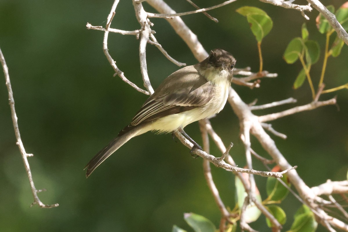 Eastern Phoebe - ML612617791