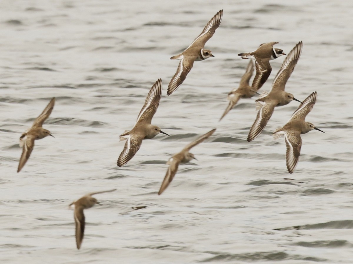 Dunlin - ML612617810