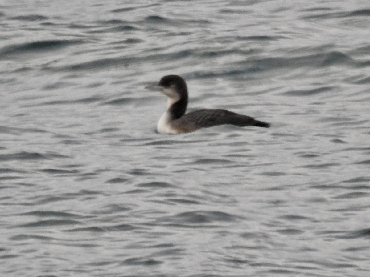 Pacific Loon - ML612617904