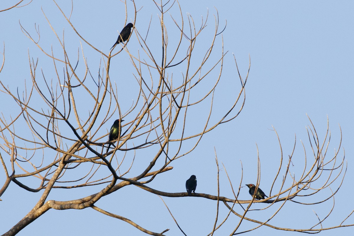 Metallic Starling (Metallic) - ML612617981
