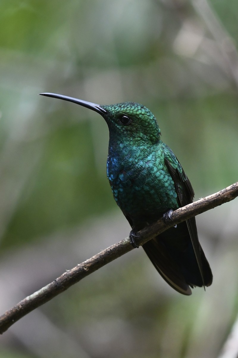 kolibřík smaragdový - ML612617989