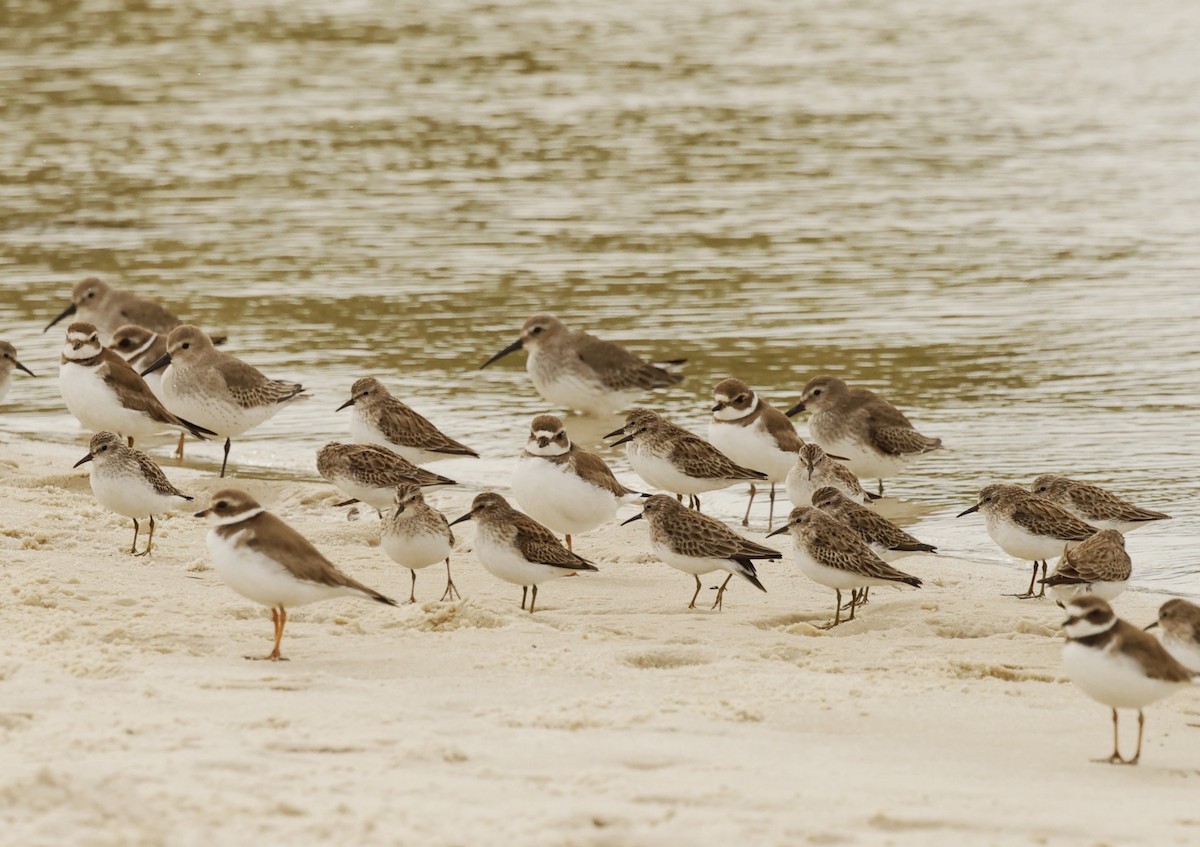 Least Sandpiper - ML612618038