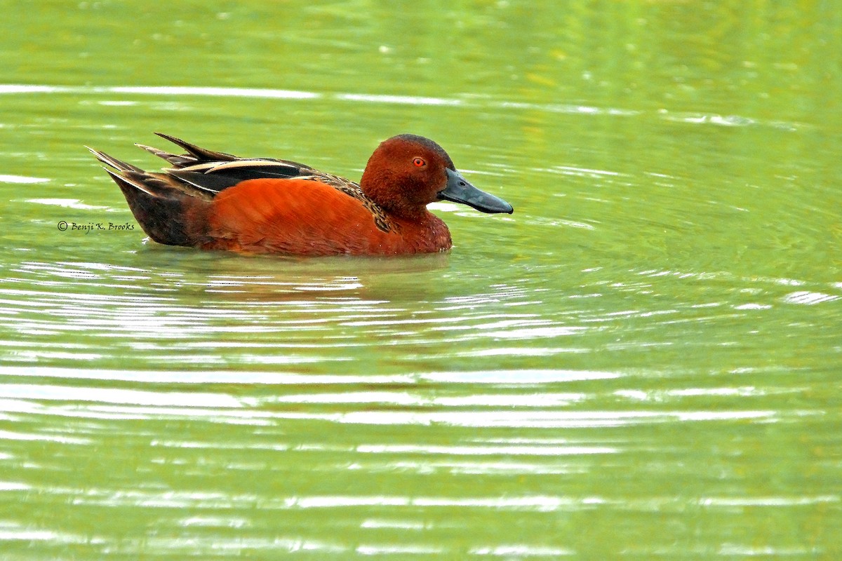 Cinnamon Teal - ML61261811