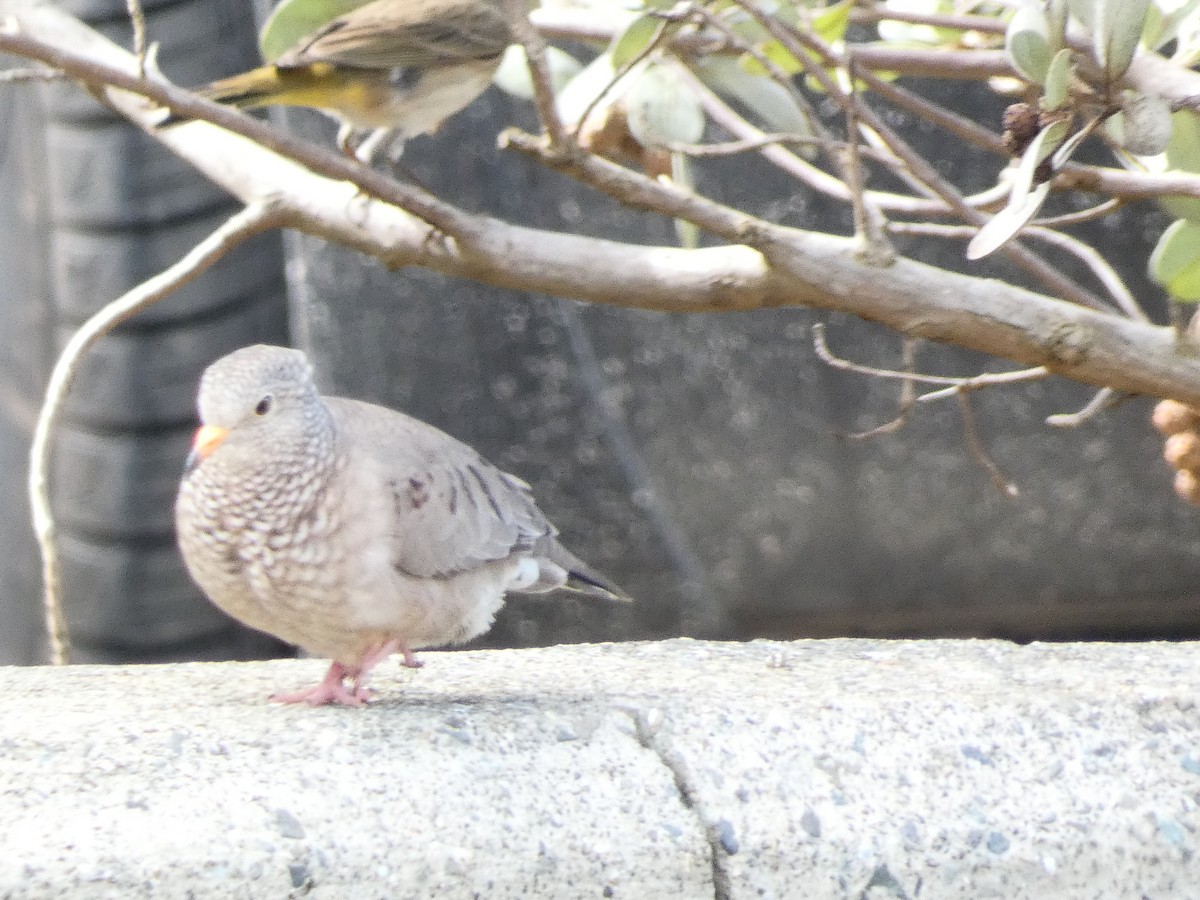 Common Ground Dove - ML612618158