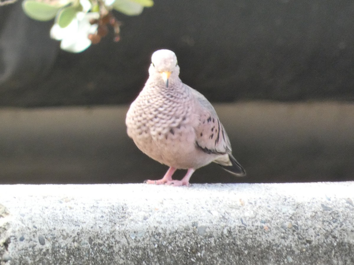 Common Ground Dove - ML612618159