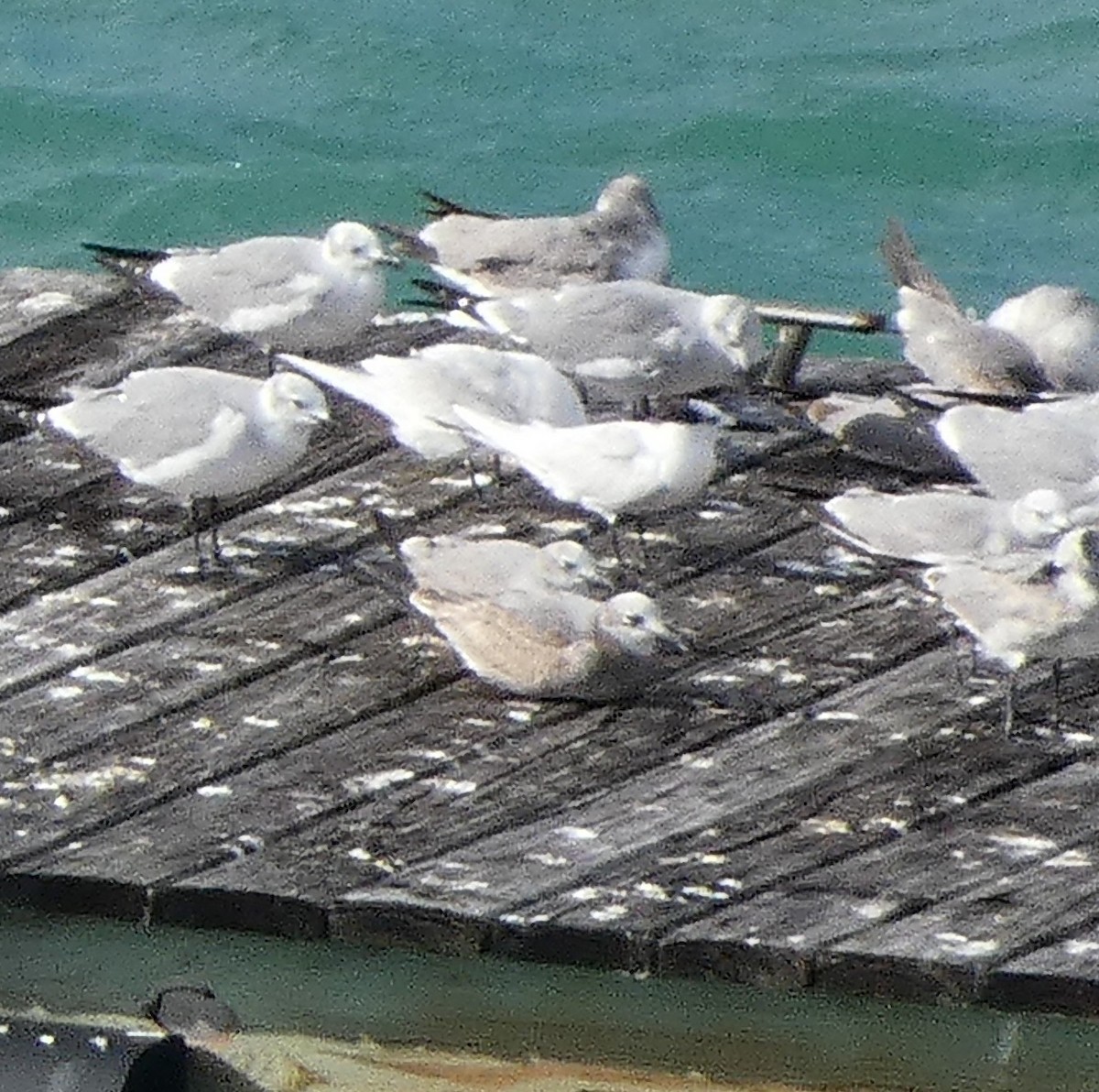 Sandwich Tern - Sara Boscoe