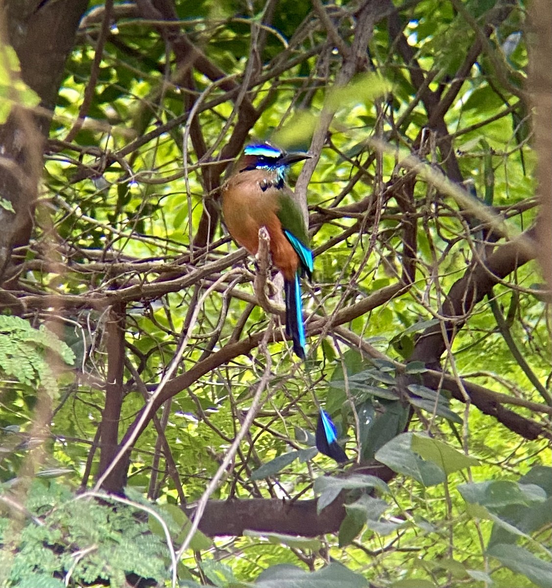 Turquoise-browed Motmot - Michael Onel