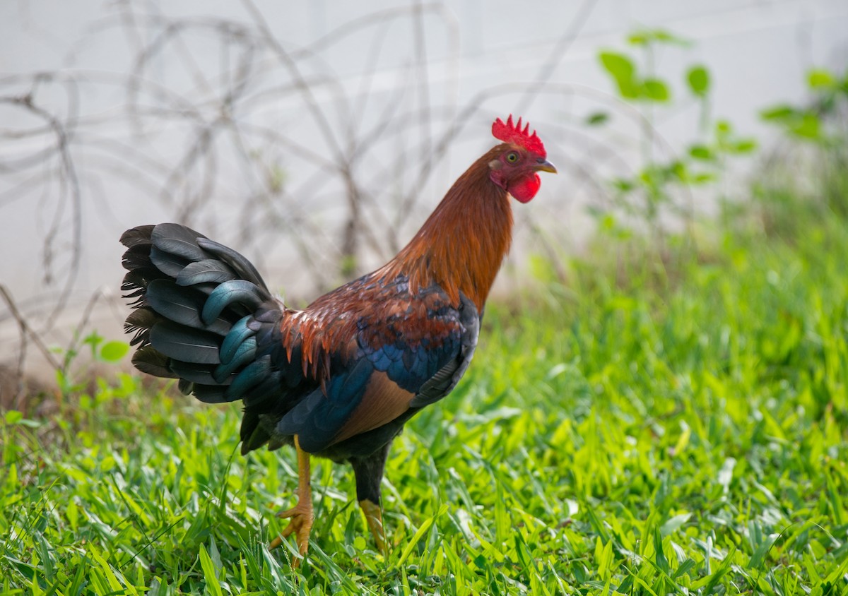 Red Junglefowl (Domestic type) - Herb Elliott