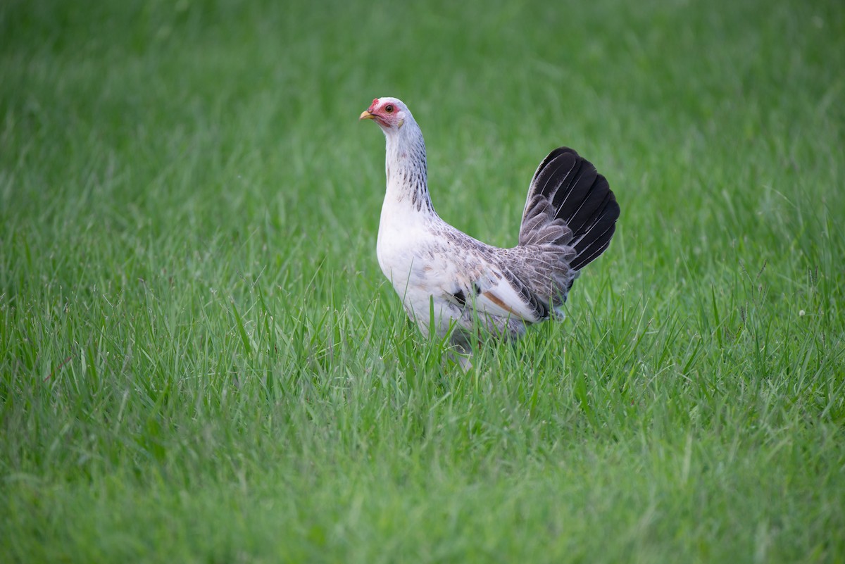 Red Junglefowl (Domestic type) - Herb Elliott