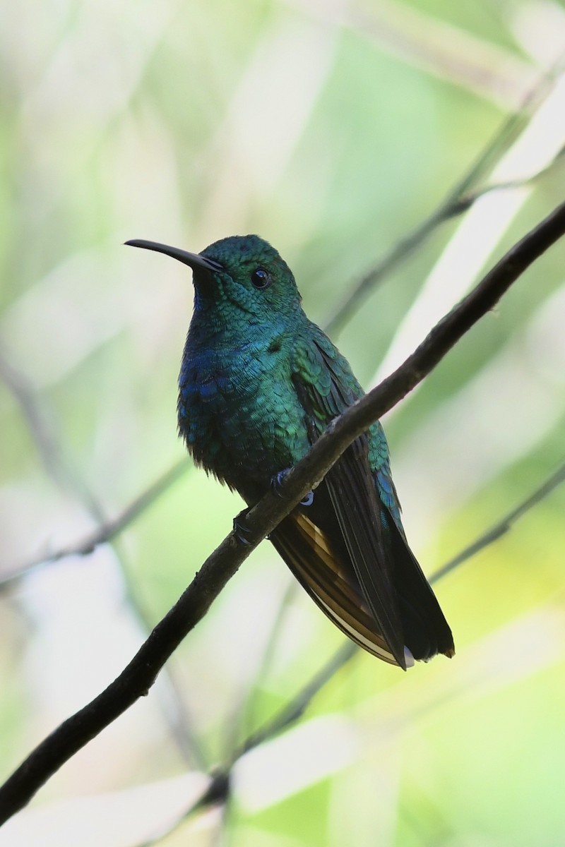 kolibřík smaragdový - ML612618543