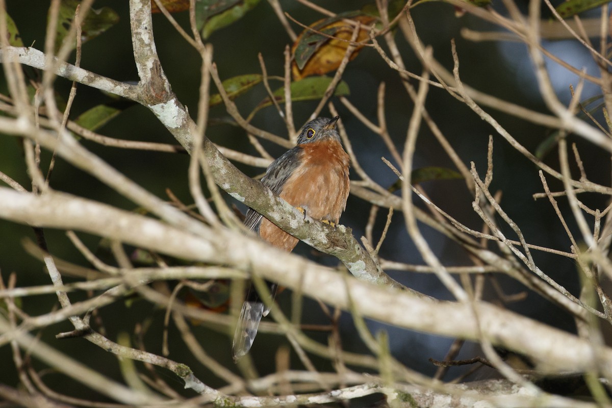 Chestnut-breasted Cuckoo - ML612618546