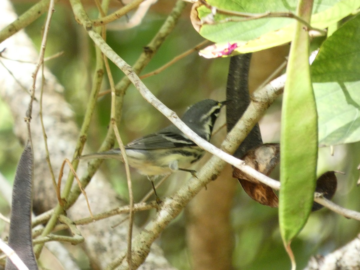 Yellow-throated Warbler - Sara Boscoe