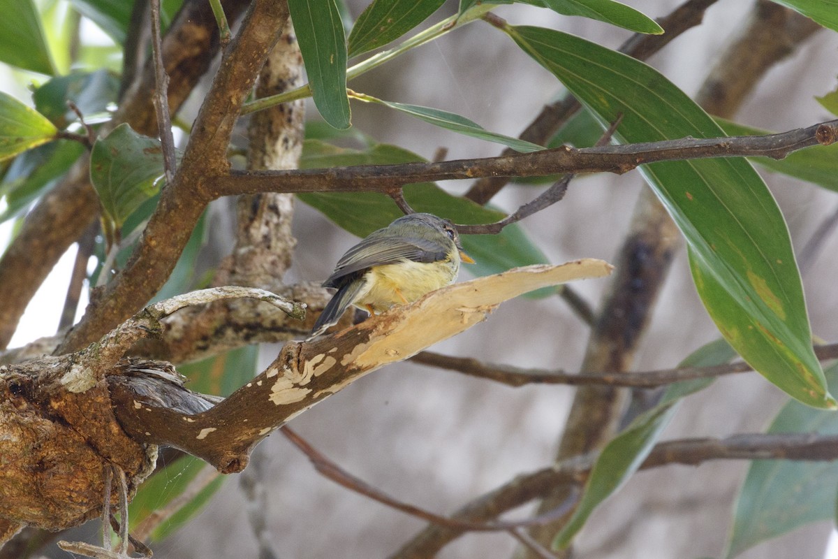 Yellow-legged Flyrobin - ML612618591