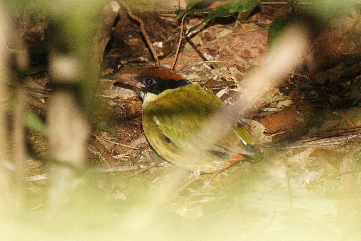 Noisy Pitta - Owen Lishmund