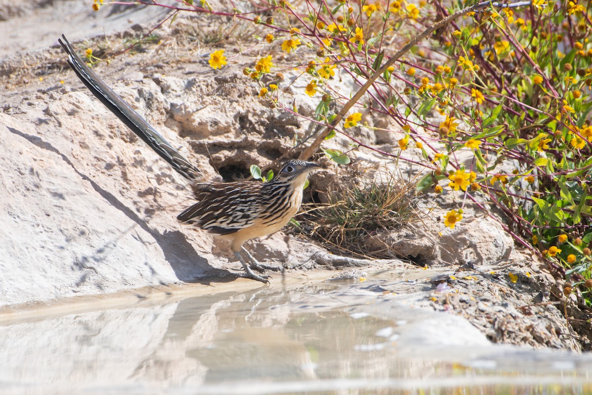 Lesser Roadrunner - ML612618722