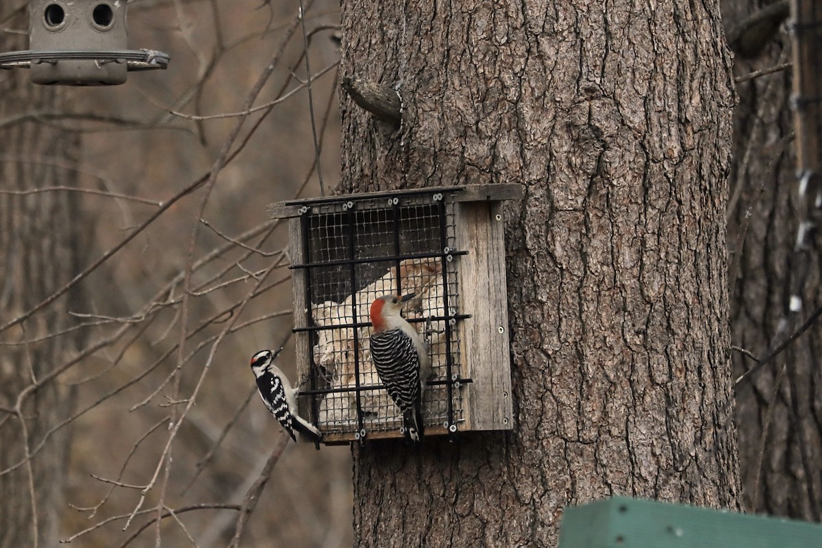Red-bellied Woodpecker - ML612618730