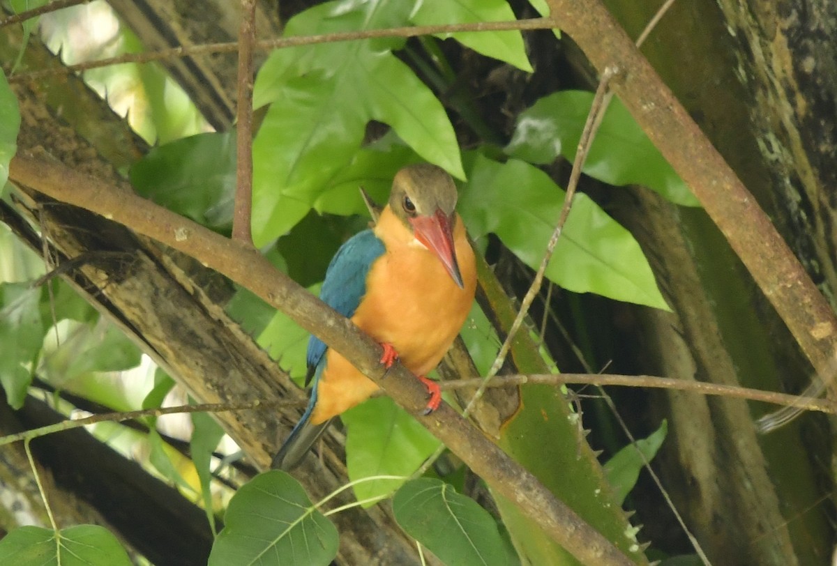 Stork-billed Kingfisher - WK Ng