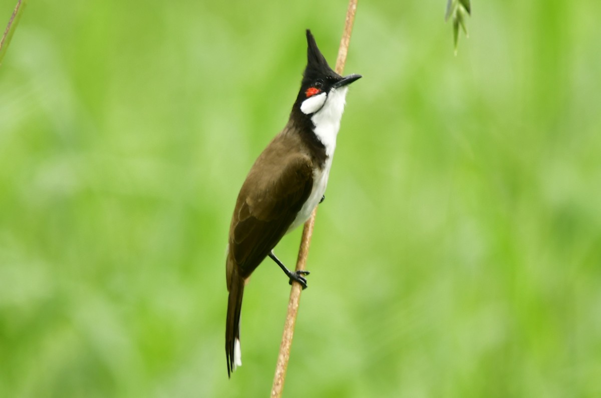 Red-whiskered Bulbul - ML612618792