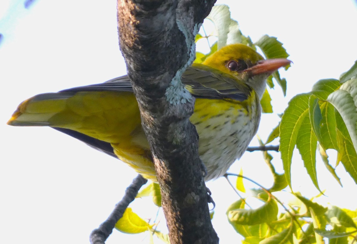 Indian Golden Oriole - ML612618803