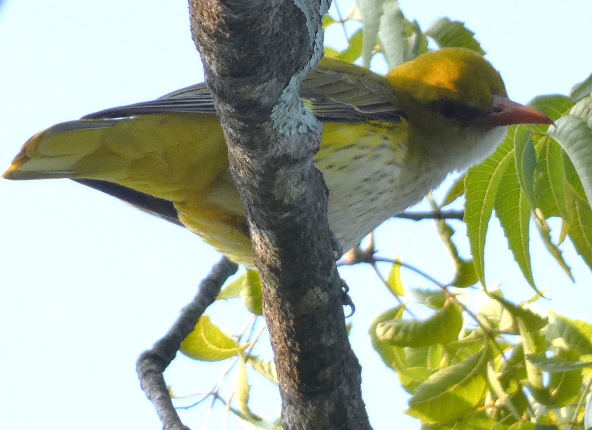 Indian Golden Oriole - ML612618804