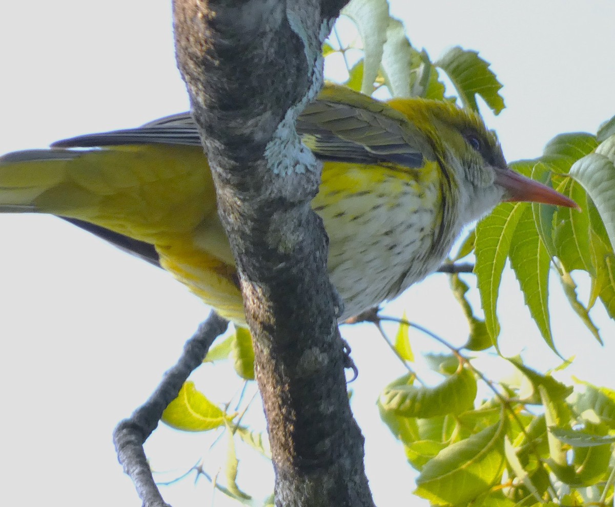 Indian Golden Oriole - ML612618805