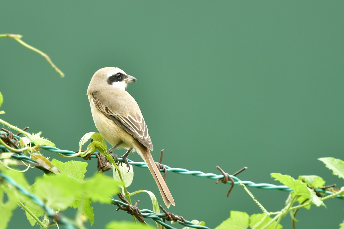 Brown Shrike - WK Ng