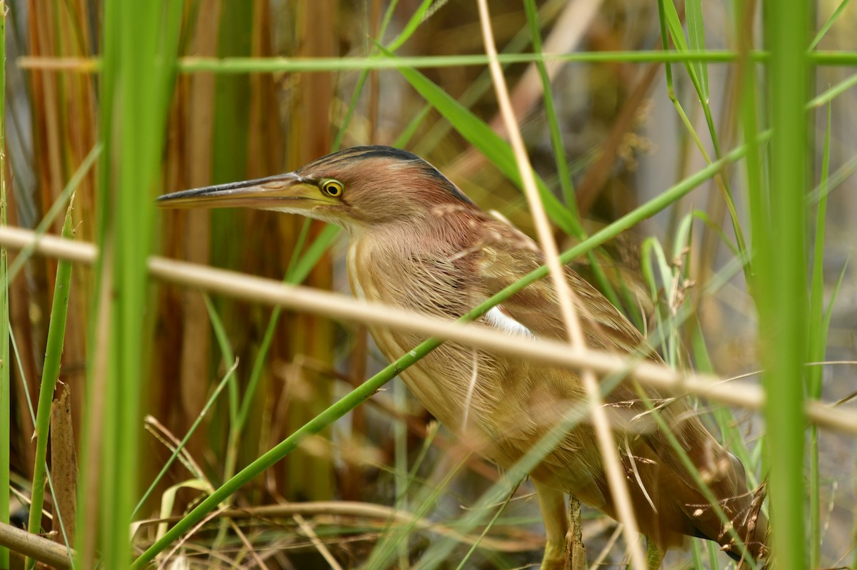 Yellow Bittern - WK Ng