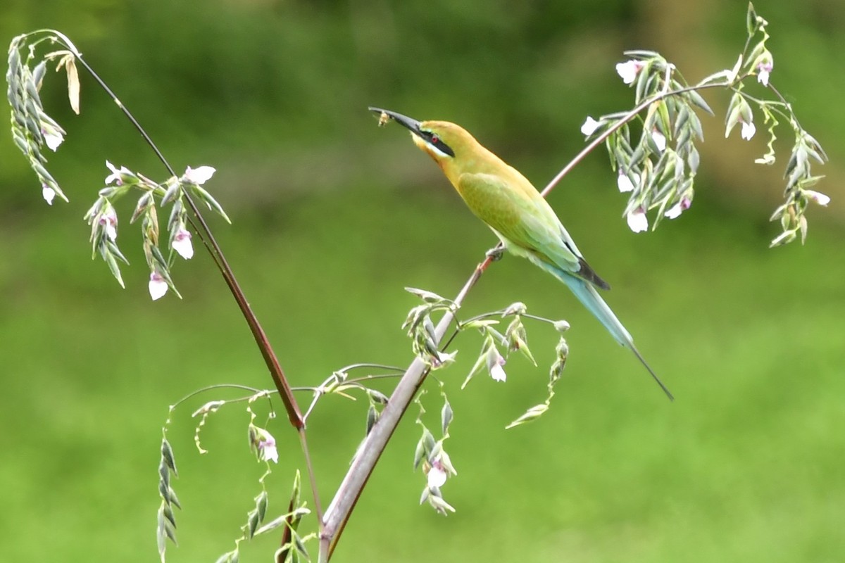 Blue-tailed Bee-eater - WK Ng