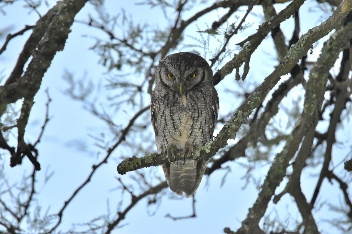 Tropical Screech-Owl - Lucas Naccaratti