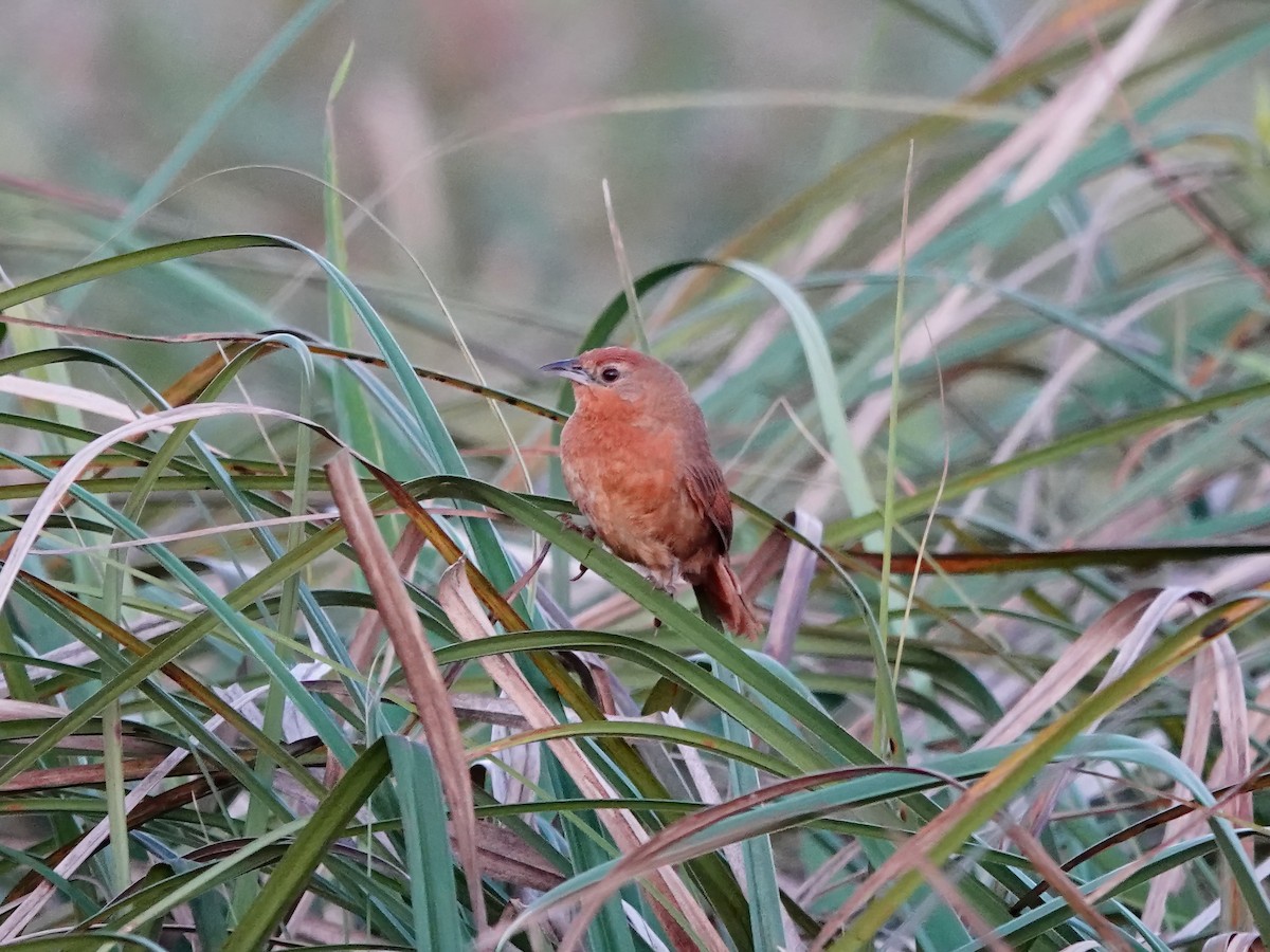 Orange-breasted Thornbird - Whitney Mortimer