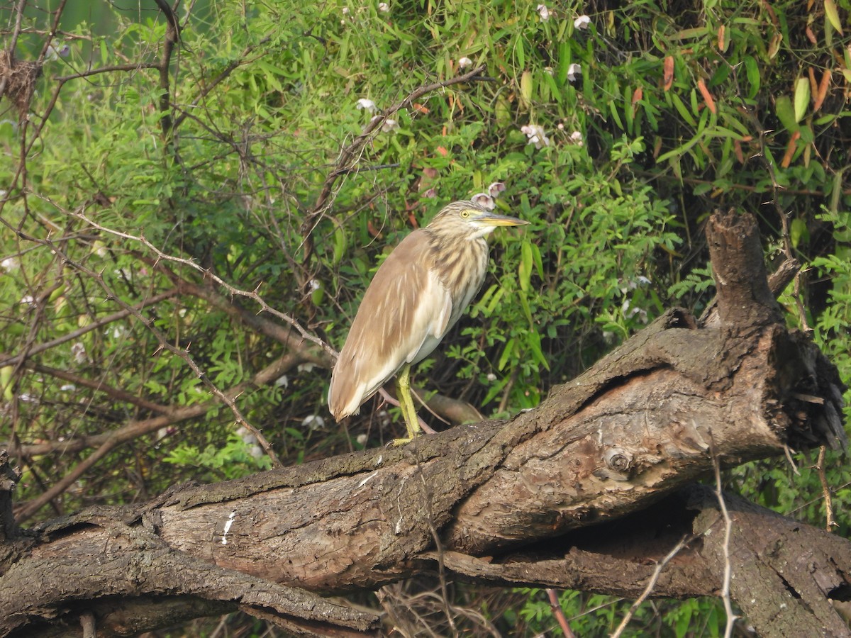 Indian Pond-Heron - ML612618968