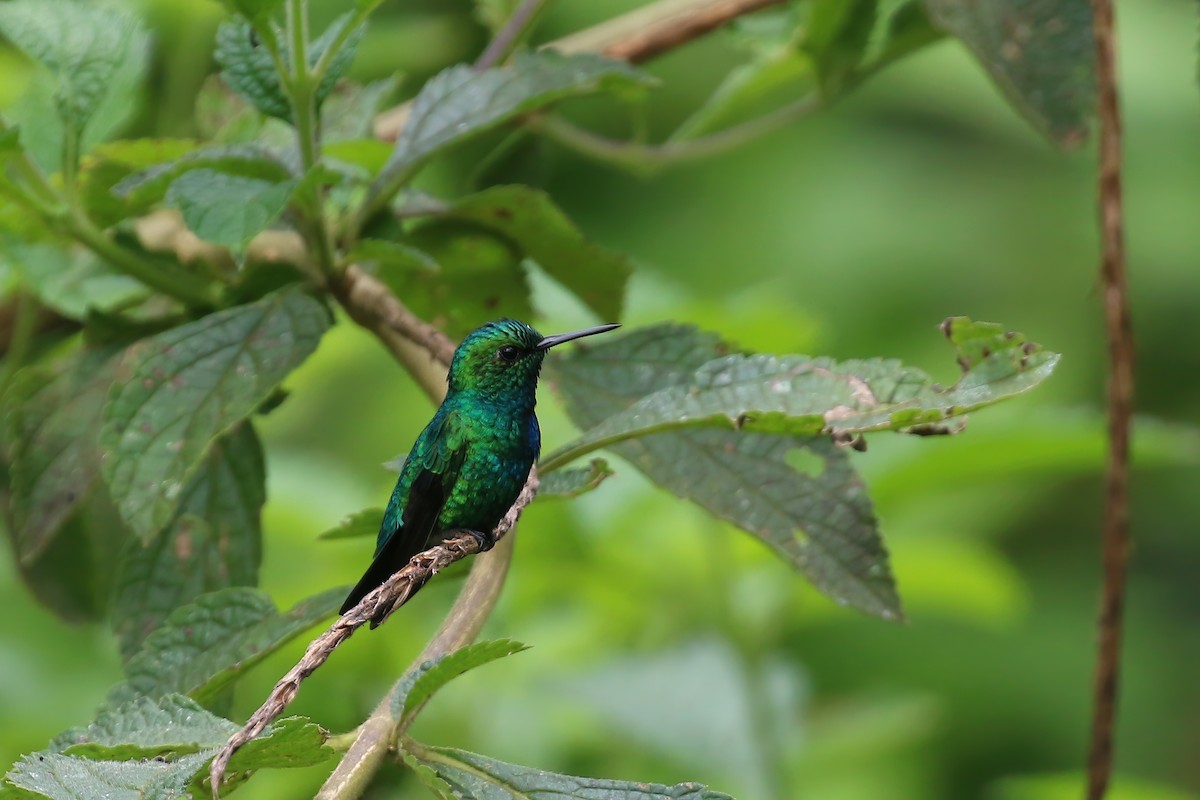 Blue-tailed Emerald - ML612618978