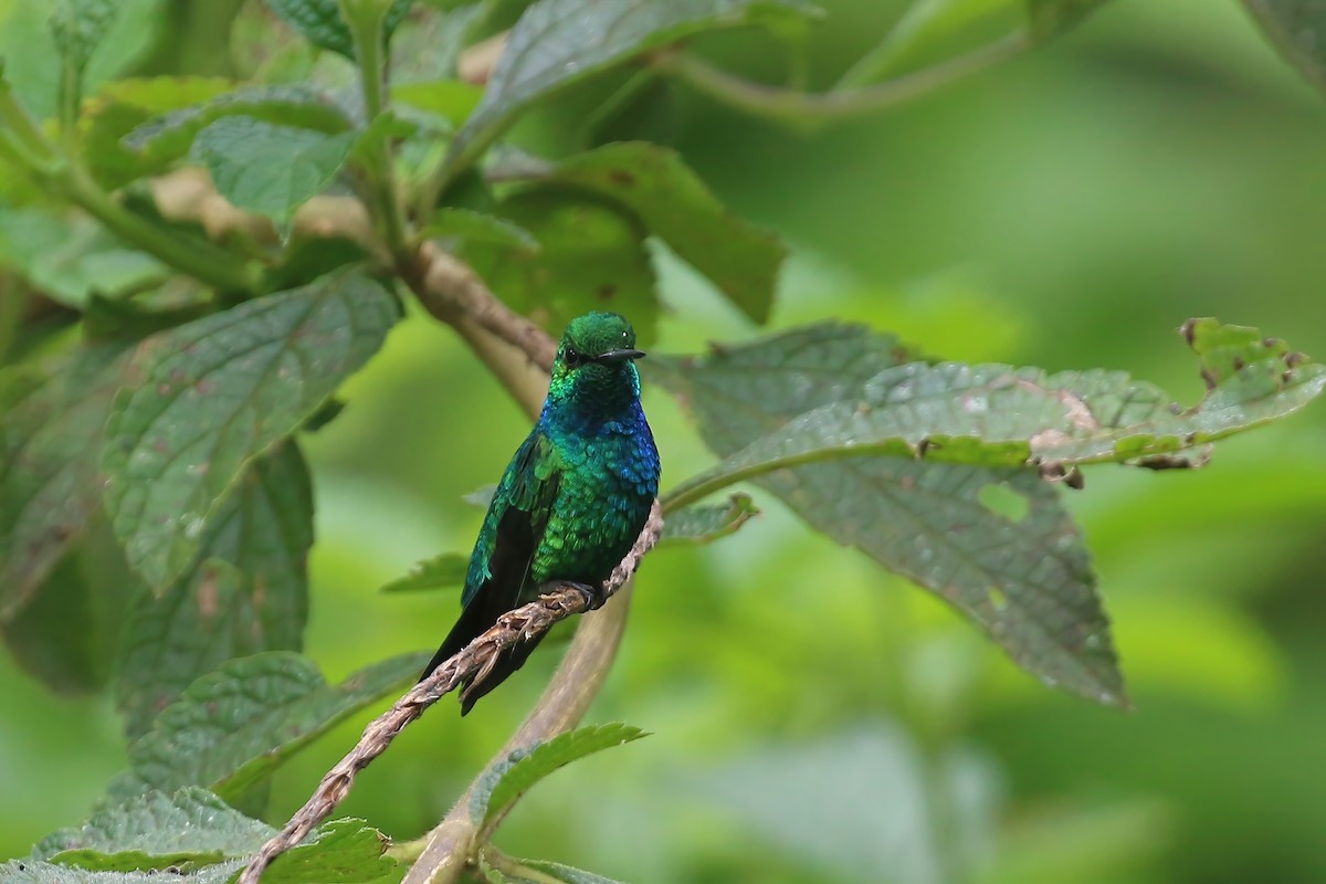 Blue-tailed Emerald - ML612618981