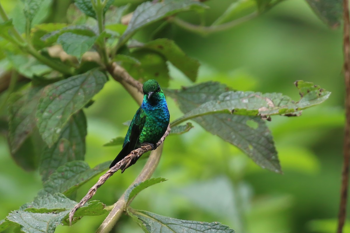 kolibřík modroocasý - ML612618985