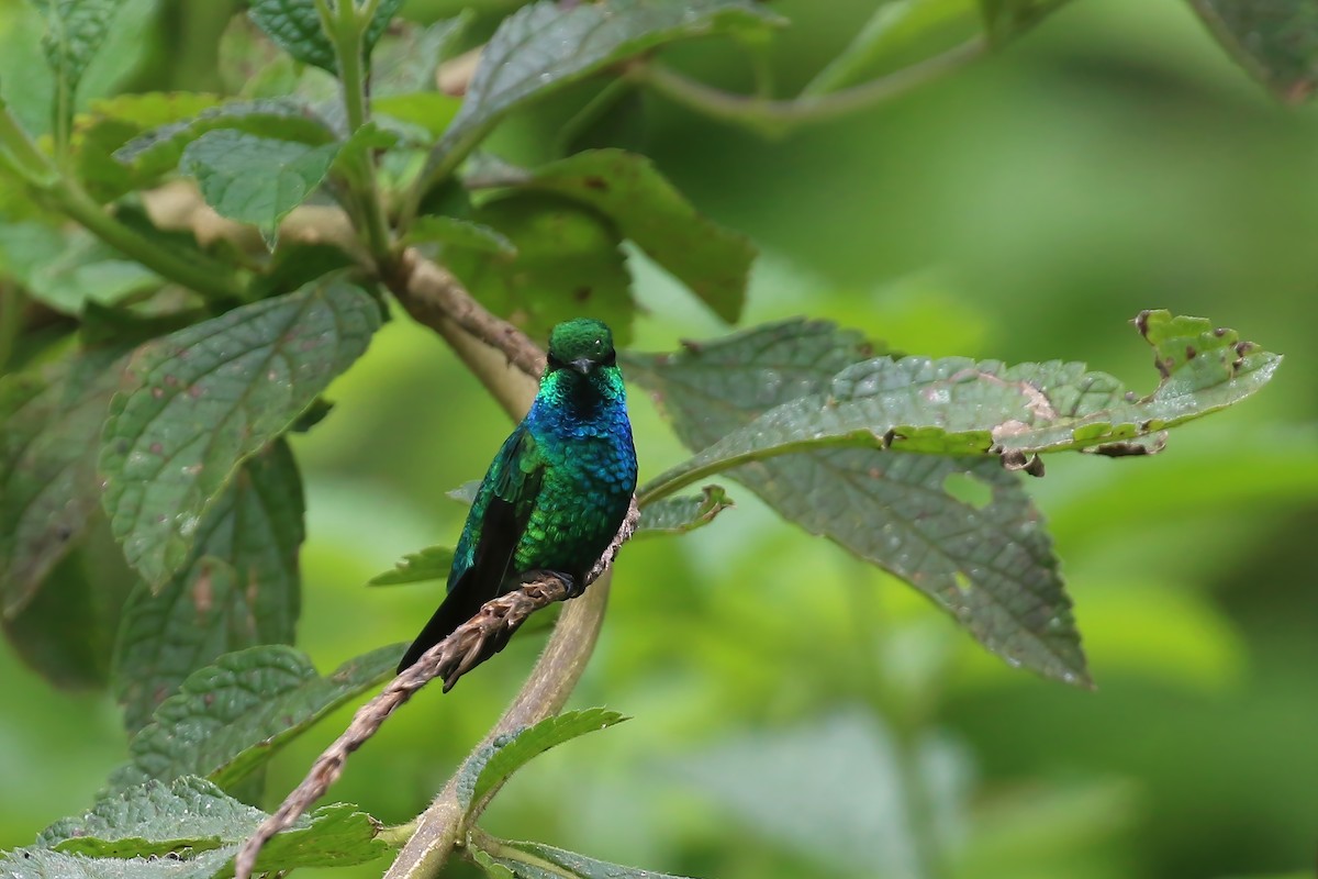 kolibřík modroocasý - ML612618986
