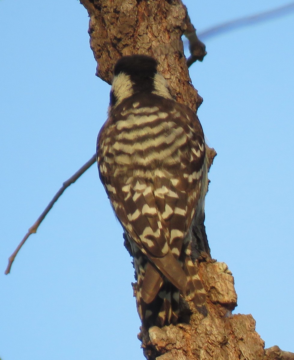 Gray-capped Pygmy Woodpecker - ML612619209