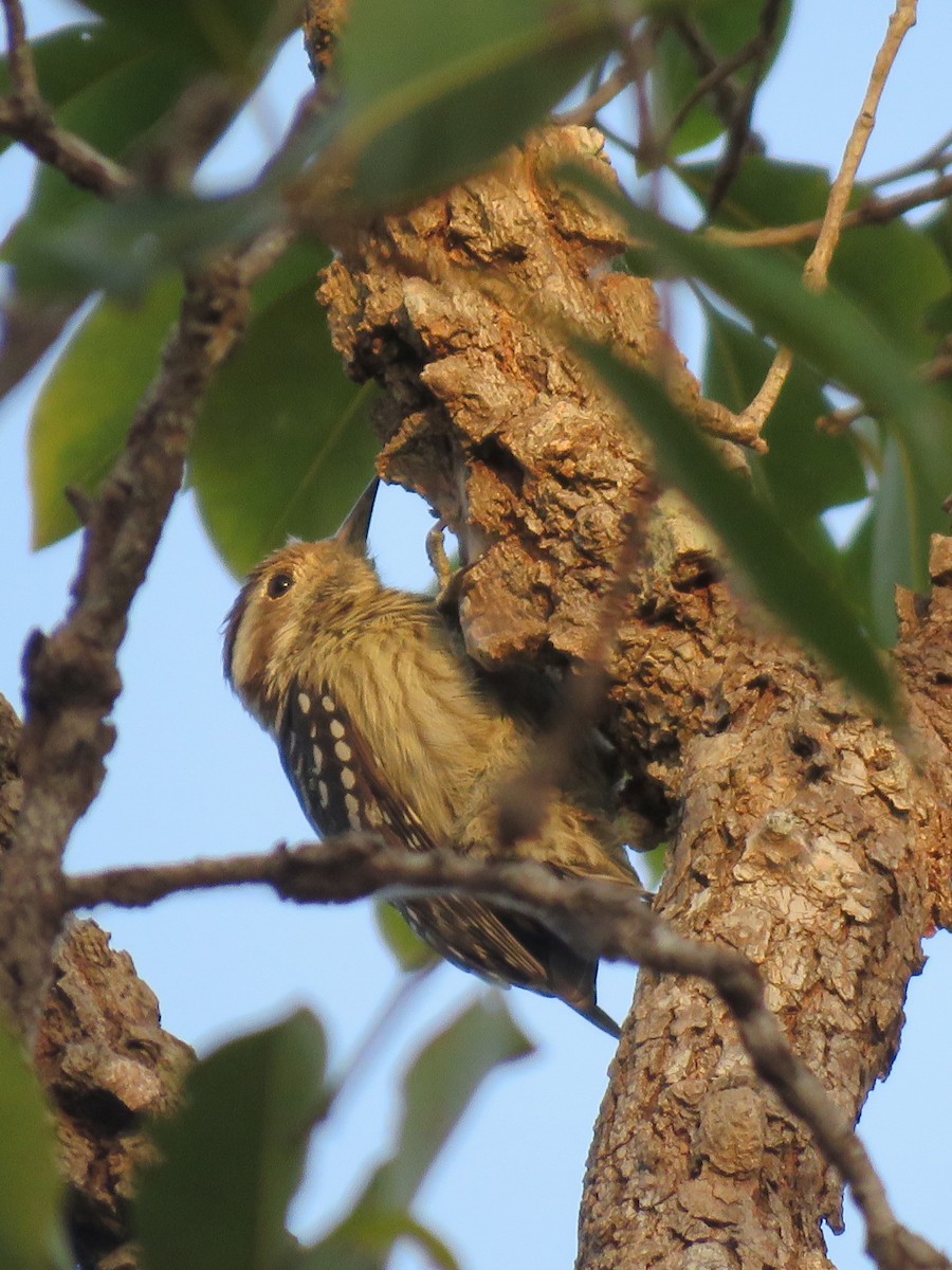 Gray-capped Pygmy Woodpecker - ML612619212