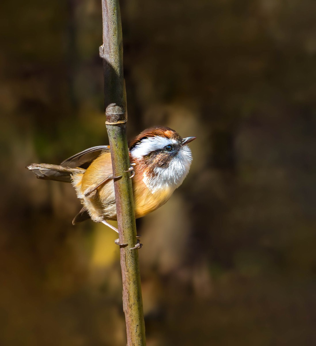 White-browed Fulvetta - ML612619300