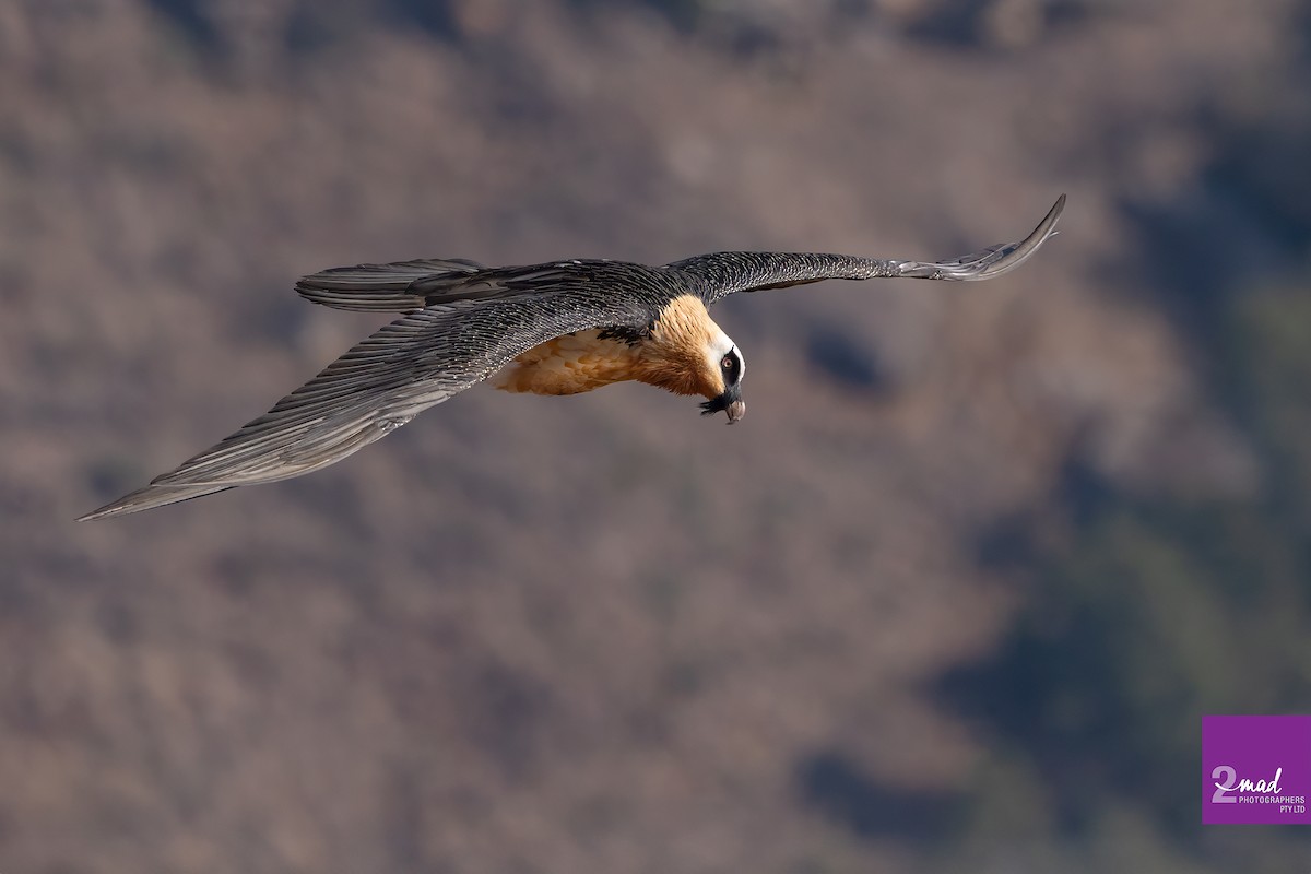 Bearded Vulture - ML612619331