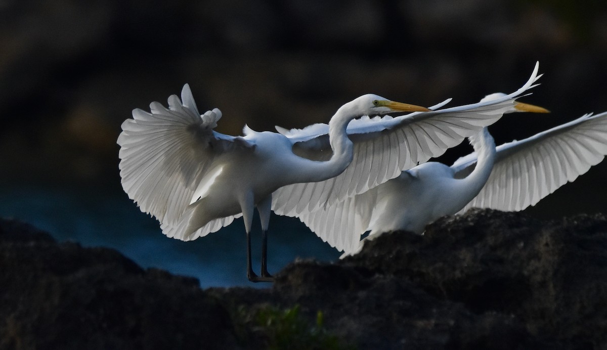 Great Egret - ML612619422