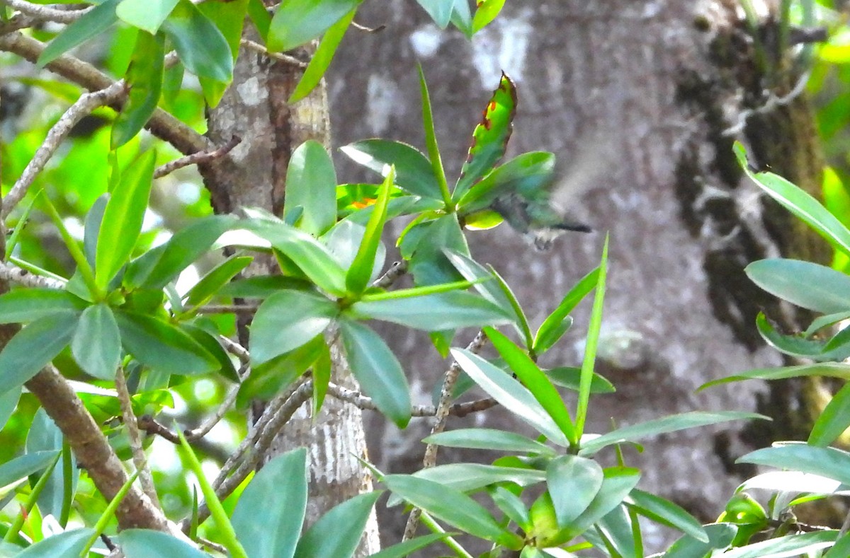 Mangrove Hummingbird - ML612619429