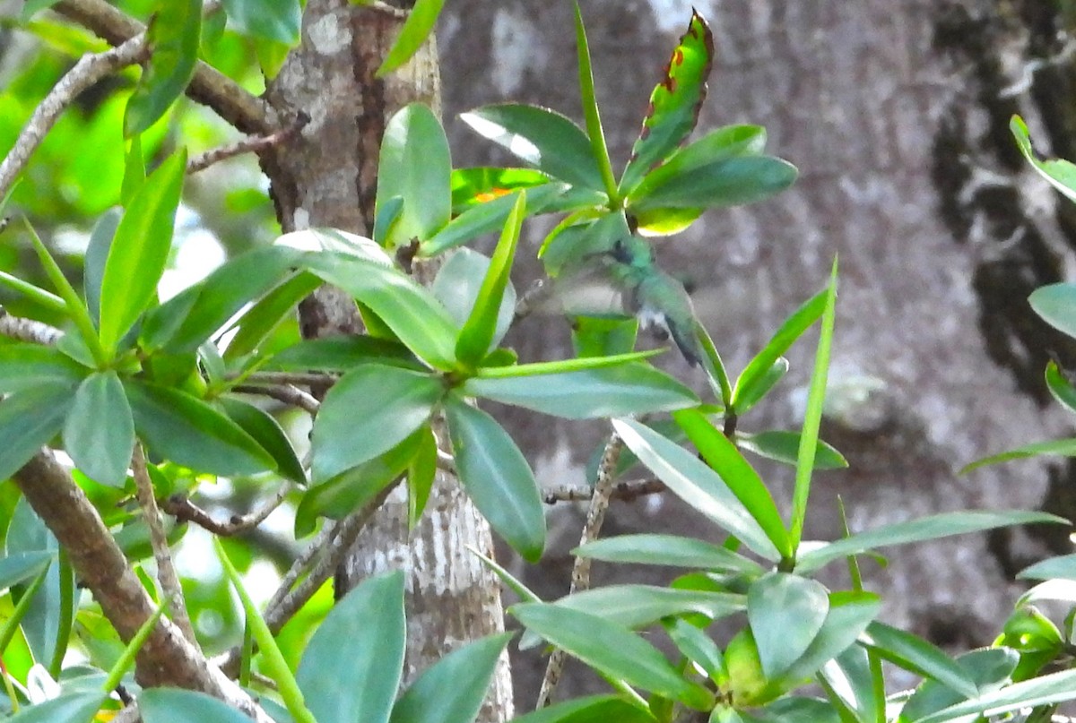 Mangrove Hummingbird - ML612619430